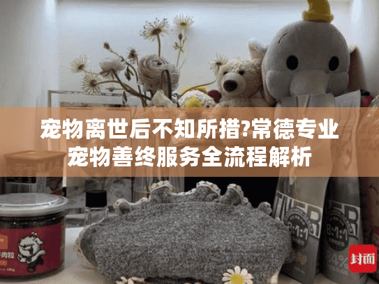 宠物离世后不知所措?常德专业宠物善终服务全流程解析