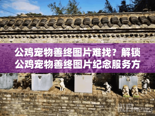公鸡宠物善终图片难找？解锁公鸡宠物善终图片纪念服务方案