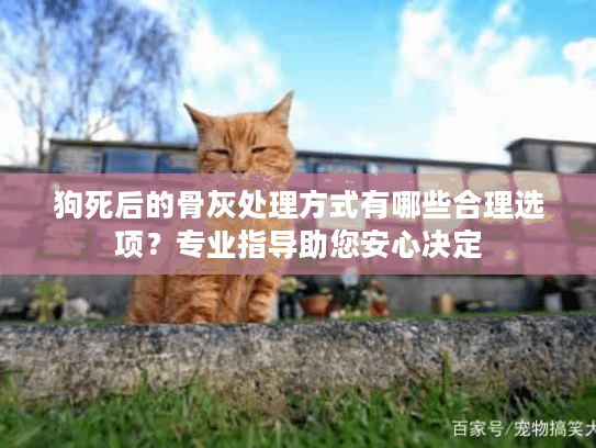 狗死后的骨灰处理方式有哪些合理选项？专业指导助您安心决定