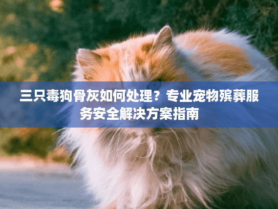 三只毒狗骨灰如何处理？专业宠物殡葬服务安全解决方案指南