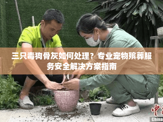 三只毒狗骨灰如何处理？专业宠物殡葬服务安全解决方案指南