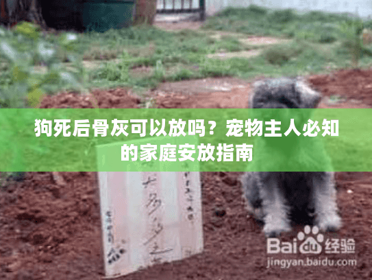 狗死后骨灰可以放吗？宠物主人必知的家庭安放指南