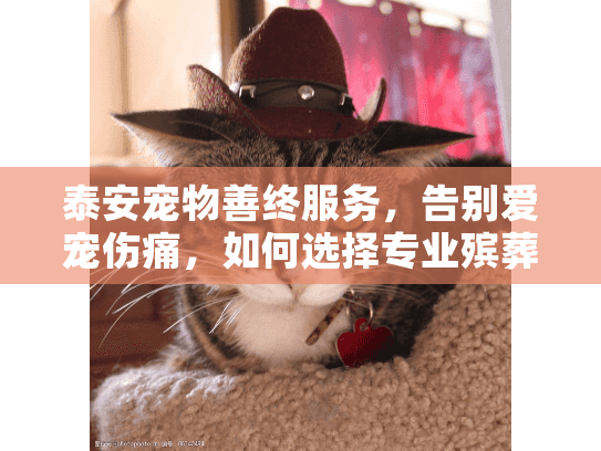 泰安宠物善终服务，告别爱宠伤痛，如何选择专业殡葬？