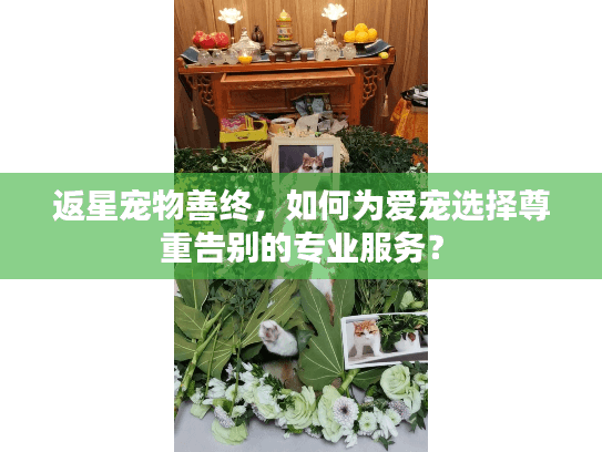 返星宠物善终，如何为爱宠选择尊重告别的专业服务？