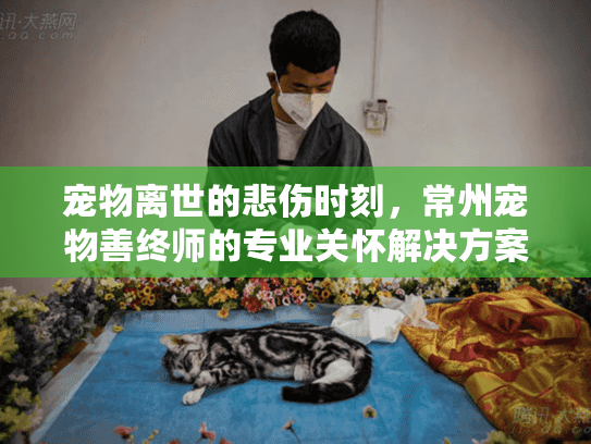 宠物离世的悲伤时刻，常州宠物善终师的专业关怀解决方案