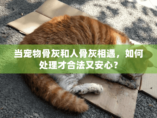 当宠物骨灰和人骨灰相遇，如何处理才合法又安心？