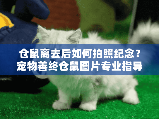 仓鼠离去后如何拍照纪念？宠物善终仓鼠图片专业指导