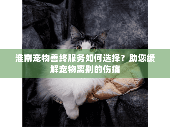 淮南宠物善终服务如何选择？助您缓解宠物离别的伤痛