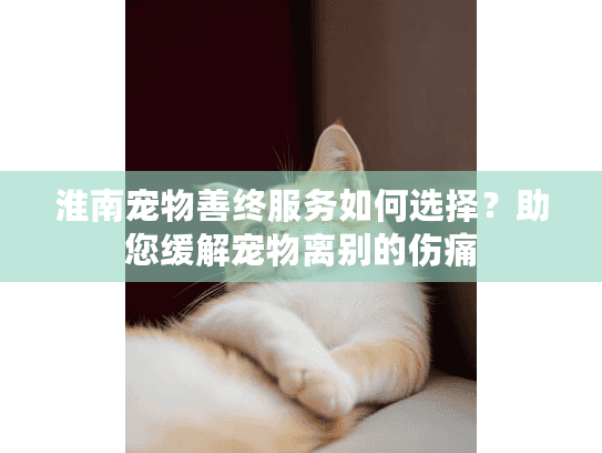 淮南宠物善终服务如何选择？助您缓解宠物离别的伤痛