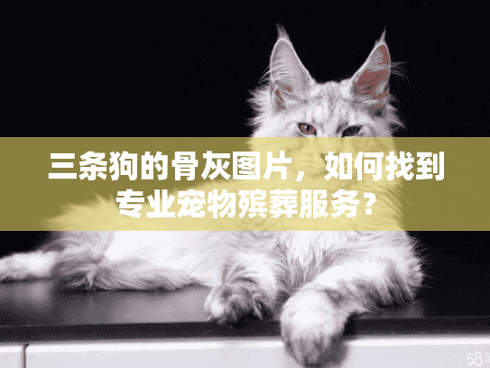 三条狗的骨灰图片，如何找到专业宠物殡葬服务？