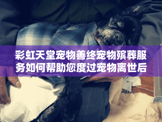 彩虹天堂宠物善终宠物殡葬服务如何帮助您度过宠物离世后的艰难时刻？