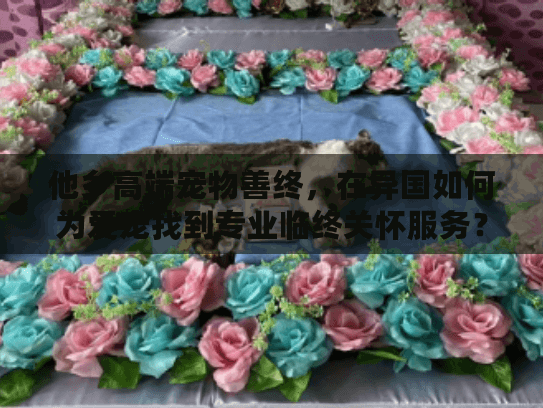 他乡高端宠物善终，在异国如何为爱宠找到专业临终关怀服务？
