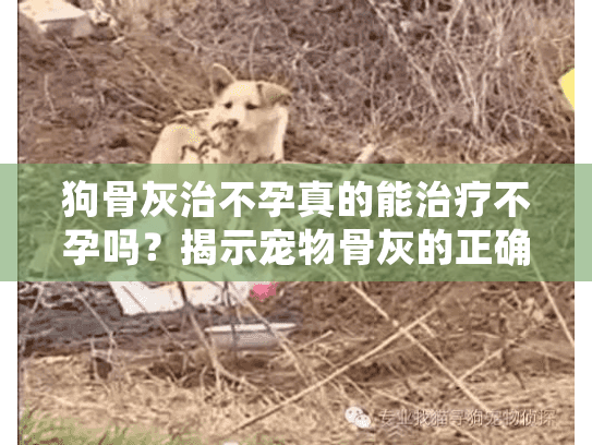 狗骨灰治不孕真的能治疗不孕吗？揭示宠物骨灰的正确利用方式