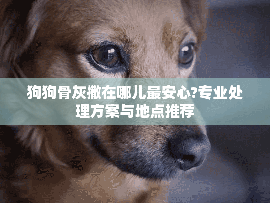狗狗骨灰撒在哪儿最安心?专业处理方案与地点推荐