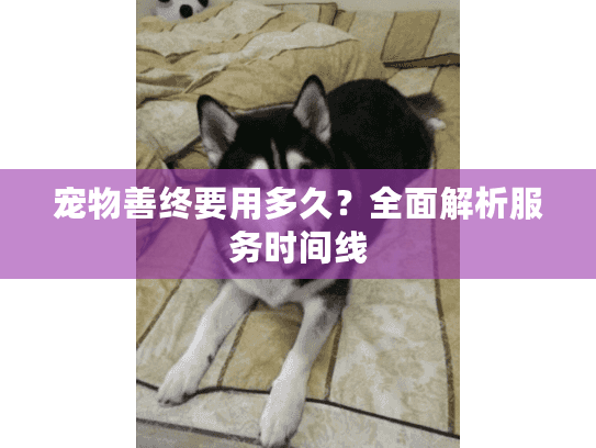宠物善终要用多久？全面解析服务时间线