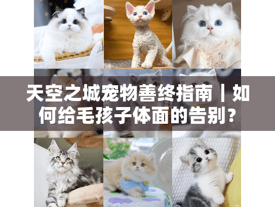 天空之城宠物善终指南｜如何给毛孩子体面的告别？