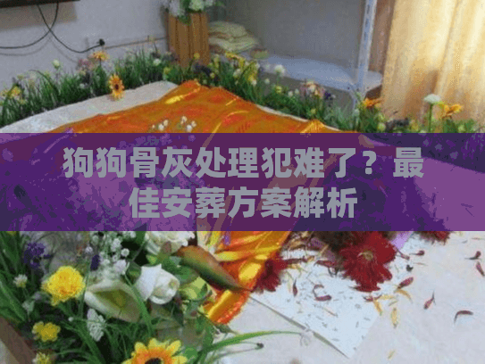 狗狗骨灰处理犯难了？最佳安葬方案解析