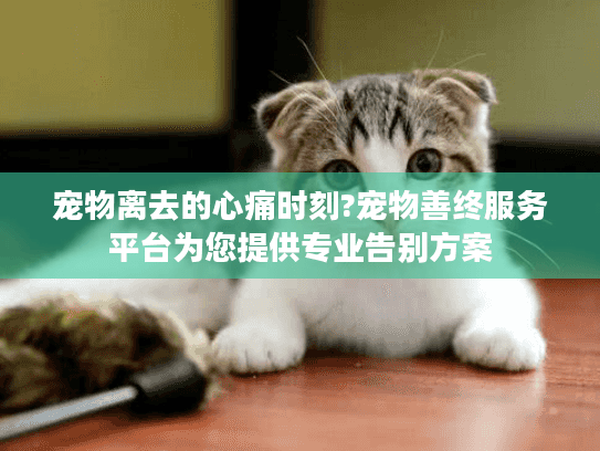 宠物离去的心痛时刻?宠物善终服务平台为您提供专业告别方案