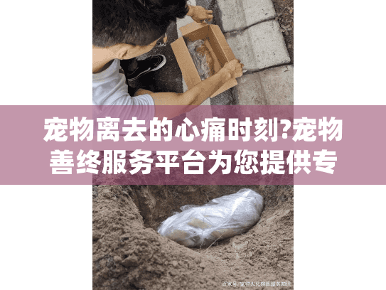 宠物离去的心痛时刻?宠物善终服务平台为您提供专业告别方案