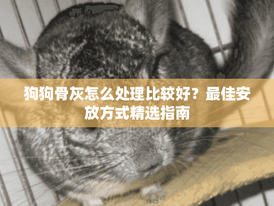 狗狗骨灰怎么处理比较好？最佳安放方式精选指南