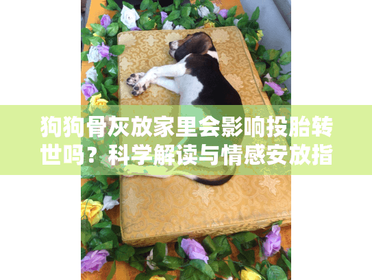 狗狗骨灰放家里会影响投胎转世吗？科学解读与情感安放指南