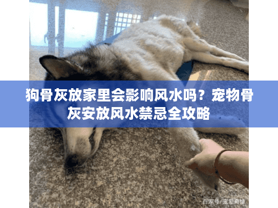 狗骨灰放家里会影响风水吗？宠物骨灰安放风水禁忌全攻略