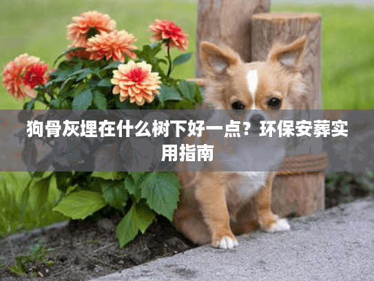 狗骨灰埋在什么树下好一点？环保安葬实用指南