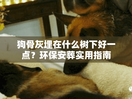 狗骨灰埋在什么树下好一点？环保安葬实用指南