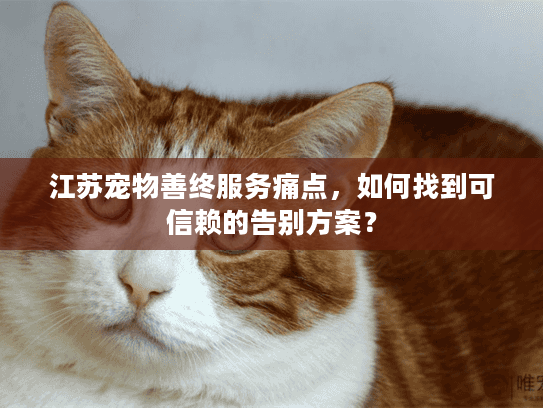 江苏宠物善终服务痛点，如何找到可信赖的告别方案？