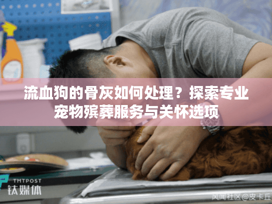流血狗的骨灰如何处理？探索专业宠物殡葬服务与关怀选项