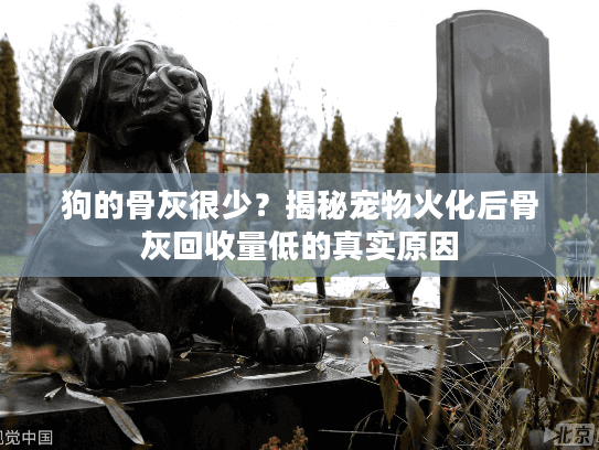 狗的骨灰很少？揭秘宠物火化后骨灰回收量低的真实原因
