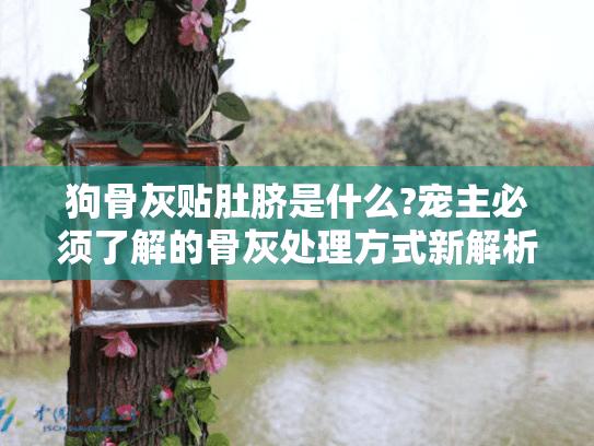 狗骨灰贴肚脐是什么?宠主必须了解的骨灰处理方式新解析