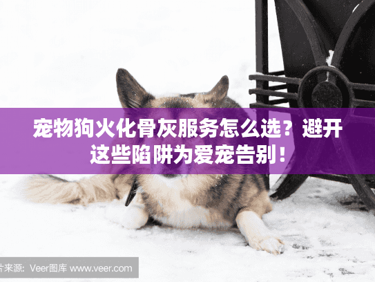 宠物狗火化骨灰服务怎么选？避开这些陷阱为爱宠告别！