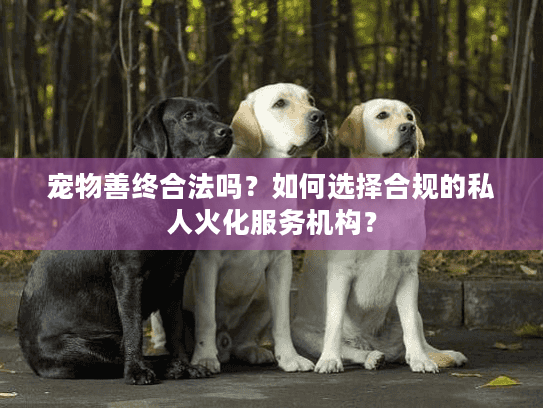 宠物善终合法吗？如何选择合规的私人火化服务机构？