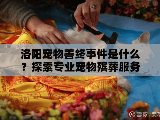 洛阳宠物善终事件是什么？探索专业宠物殡葬服务的真相