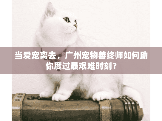 当爱宠离去，广州宠物善终师如何助你度过最艰难时刻？