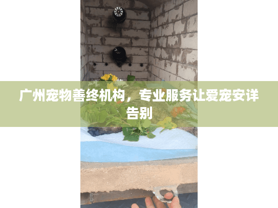 广州宠物善终机构，专业服务让爱宠安详告别