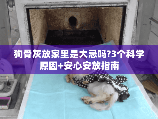 狗骨灰放家里是大忌吗?3个科学原因+安心安放指南
