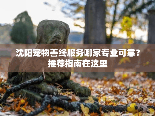 沈阳宠物善终服务哪家专业可靠？推荐指南在这里