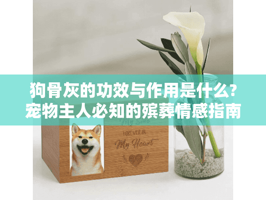 狗骨灰的功效与作用是什么?宠物主人必知的殡葬情感指南