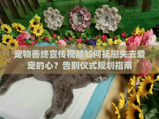 宠物善终宣传视频如何抚慰失去爱宠的心？告别仪式规划指南