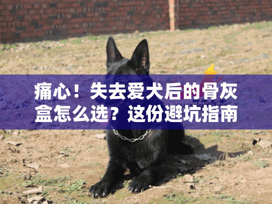 痛心！失去爱犬后的骨灰盒怎么选？这份避坑指南请收好