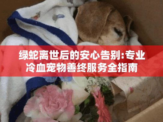 绿蛇离世后的安心告别:专业冷血宠物善终服务全指南