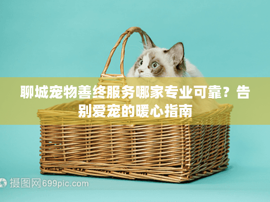 聊城宠物善终服务哪家专业可靠？告别爱宠的暖心指南
