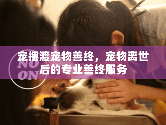 宠摆渡宠物善终，宠物离世后的专业善终服务