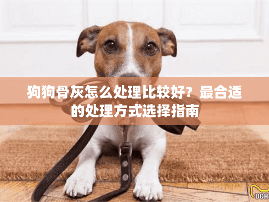 狗狗骨灰怎么处理比较好？最合适的处理方式选择指南