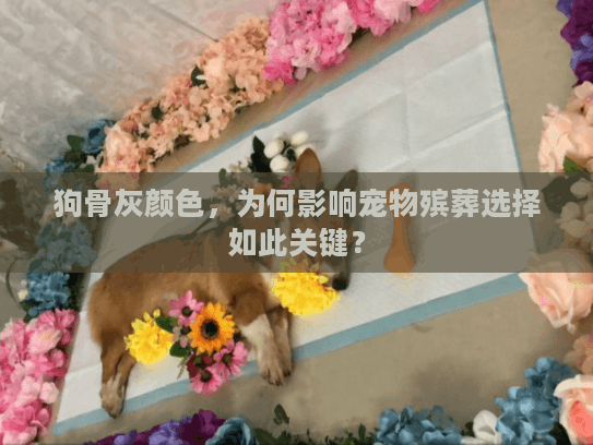 狗骨灰颜色，为何影响宠物殡葬选择如此关键？