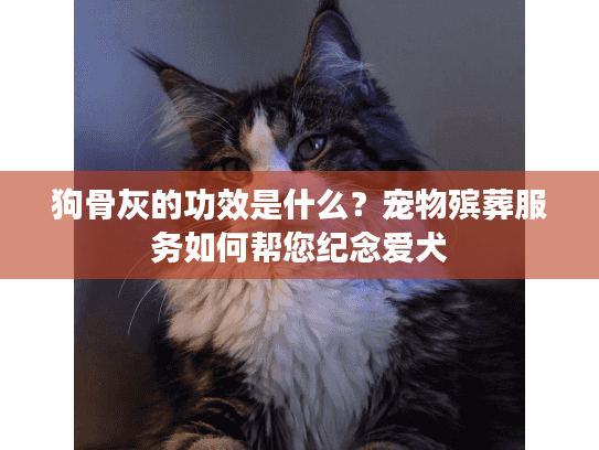 狗骨灰的功效是什么？宠物殡葬服务如何帮您纪念爱犬