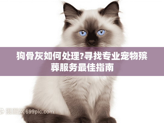 狗骨灰如何处理?寻找专业宠物殡葬服务最佳指南