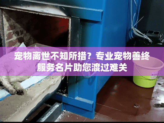 宠物离世不知所措？专业宠物善终服务名片助您渡过难关